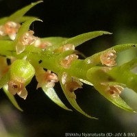 Oberonia longibracteata Lindl.